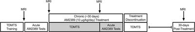 Effects of cannabinoid exposure on short-term memory and medial orbitofrontal cortex function and chemistry in adolescent female rhesus macaques